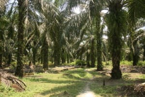 sustainable palm plantation